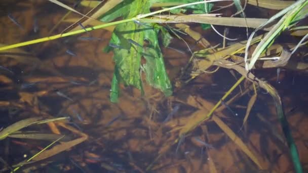 Nehirdeki Temiz Suyu Olan Küçük Bir Balık Sürüsü Dökülen Yiyecekleri — Stok video