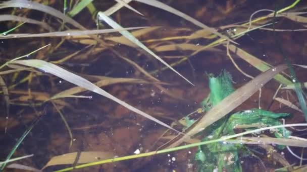 小鱼在清澈的河里吃落下来的食物的一群小鱼 — 图库视频影像