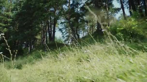 Den Hügel Hinauf Den Kiefernwald Einem Sonnigen Sommertag — Stockvideo