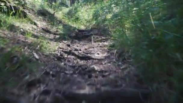 Σκαρφάλωσε Λόφο Στο Πευκοδάσος Μια Ηλιόλουστη Καλοκαιρινή Μέρα — Αρχείο Βίντεο
