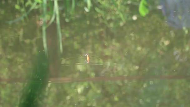 蜻蜓坐在红色的浮子上在池塘里钓鱼 — 图库视频影像