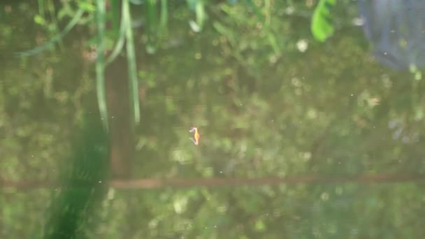 Die Libelle Sitzt Auf Einem Roten Schwimmer Beim Angeln Teich — Stockvideo
