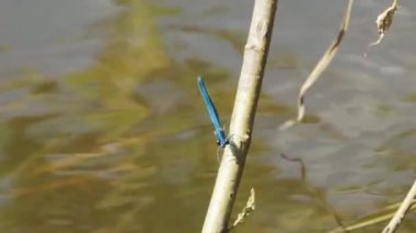 Nehirdeki çimlerin üzerinde mavi bir yusufçuk bana bakıyor ve güneşli bir günde yıkanıyor..
