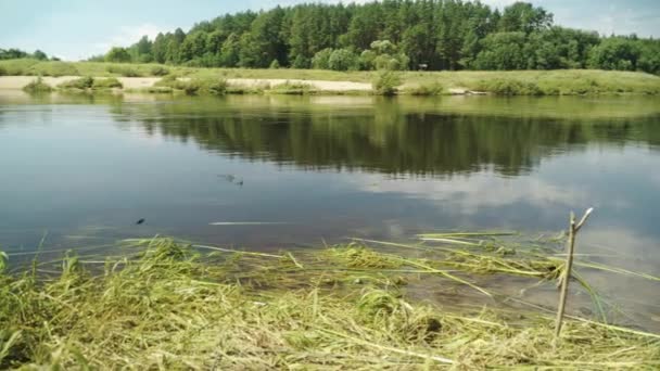 Fiskestang Står Flodbredden Fisk Sprøjter Floden Solrig Dag – Stock-video