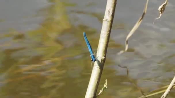 Une Libellule Bleue Sur Herbe Rivière Fixe Lave Journée Ensoleillée — Video