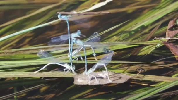 Mavi Yusufçuk Sürüsü Nehrin Düşen Yapraklarına Oturur Yakın Güneşli Bir — Stok video