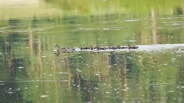 鸭妈妈和9只小鸭在河里游来游去 夏日阳光灿烂 — 图库视频影像