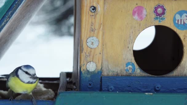 Winter Fressen Vögel Samen Aus Nächster Nähe — Stockvideo