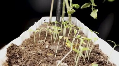 Düşen tohumlardan filizlenen küçük domates çalıları, bir ev tenceresinde, slayt videosu. Makro