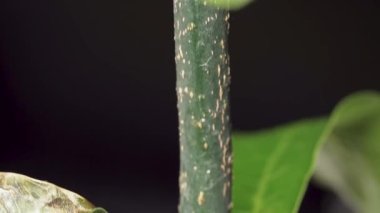 Küçük bir mango ağacının gövdesi ev kabında, video kaydırağı.