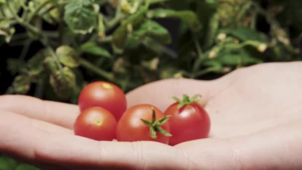 Zerwanie Małego Pomidora Wiśniowego Zjeżdżalnia Wideo Zbliżenie — Wideo stockowe