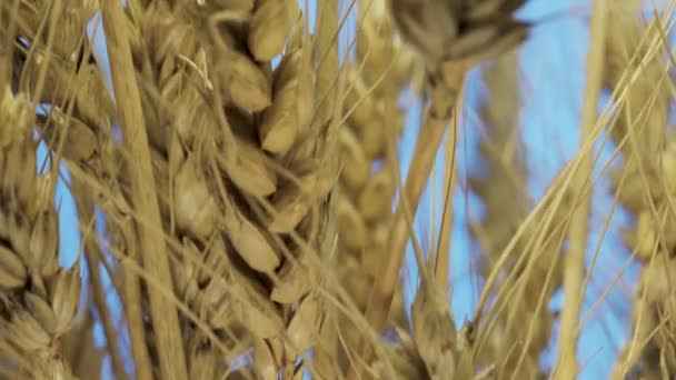 青い背景に小麦の小穂 スライドビデオのクローズアップ — ストック動画