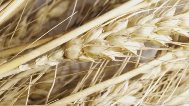 Beyaz Arkaplanda Buğday Başakları Yakın Plan Video Slayt Görüntüsü — Stok video