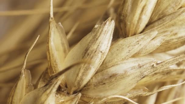 Колоски Пшениці Білому Тлі Крупним Планом Відео Слайд Постріл — стокове відео