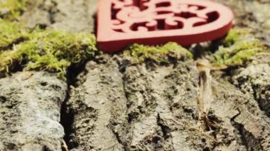 Kalıplı kırmızı kalp yeşil yosunlu ahşap bir kabukta yatıyor.