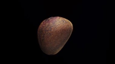 Kabuktaki yalnız çam fıstığı, siyah bir arkaplanda dönüyor, yakın plan..