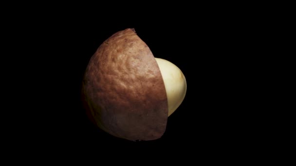 Macadamia Nut Shell Rotates Black Background — Stock Video