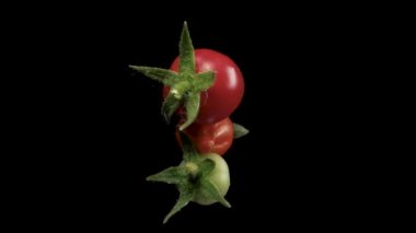 Mini domatesler, farklı renkler. Siyah arkaplanda döndür, yakın plan.