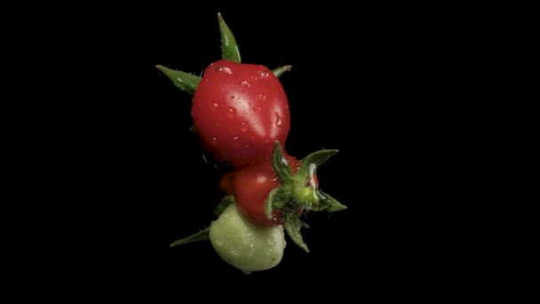 Mini Pomidory Różne Kolory Obróć Się Czarnym Tle Zbliżenie Krople — Wideo stockowe