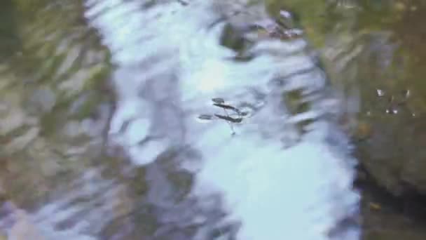 Gerridae Skalbagge Går Vatten Närbild Flod Med Klart Vatten — Stockvideo