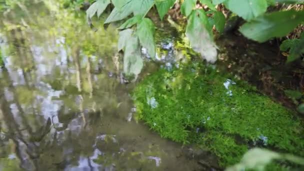 Malá Řeka Lese Čistou Vodou Tráva Dně — Stock video