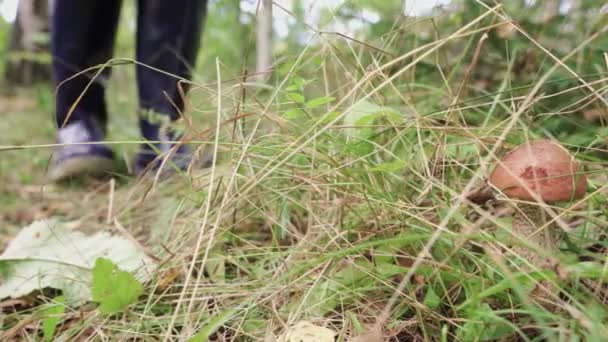 Ένα Κορίτσι Μπότες Μαζεύει Μανιτάρια Στο Δάσος Καλάθι Και Μανιτάρια — Αρχείο Βίντεο