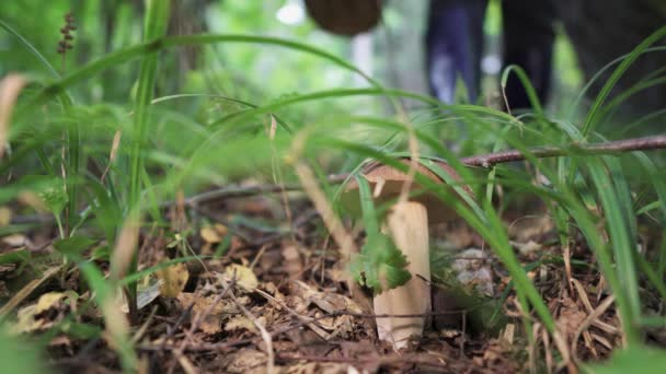 一个穿靴子的女孩在森林里采摘蘑菇 篮子和蘑菇特写 — 图库视频影像