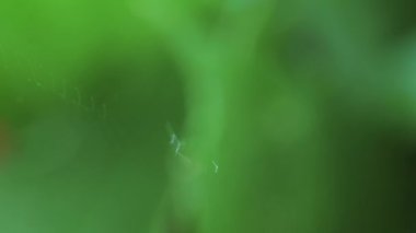 Arka planda bir örümcek, bir ağ örüyor ve düşüyor, yakın plan..