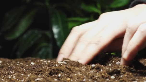 植え付けと散水植物のプロセス 小さなライチの木 黒と葉のマクロ背景 — ストック動画