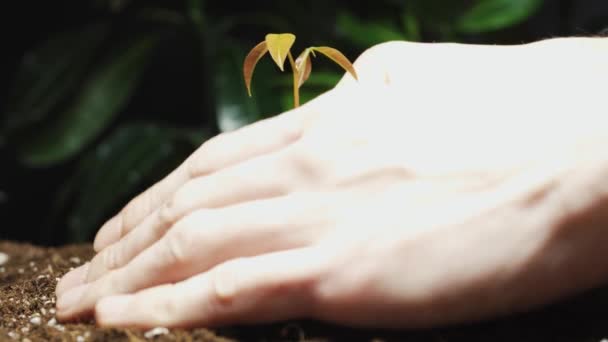 Výsadba Zavlažování Rostlin Proces Malé Liči Strom Makro Černé Listí — Stock video