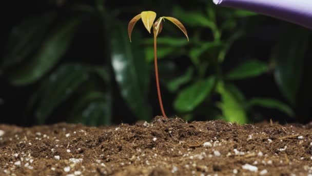 Plantio Rega Processo Planta Pequena Árvore Lichia Macro Fundo Preto — Vídeo de Stock