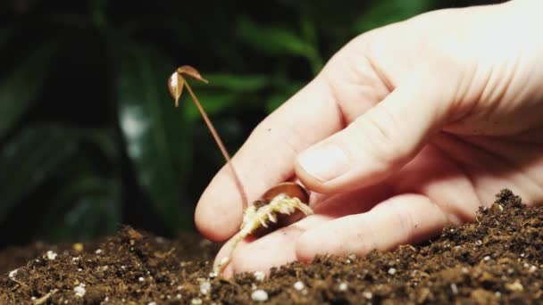 Plantering Och Vattning Växtprocess Liten Litchi Träd Makro Svart Och — Stockvideo