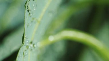 Avokado yaprağının üzerindeki bir damla su damlacıktaki bir yaprağın yansıması. Makro