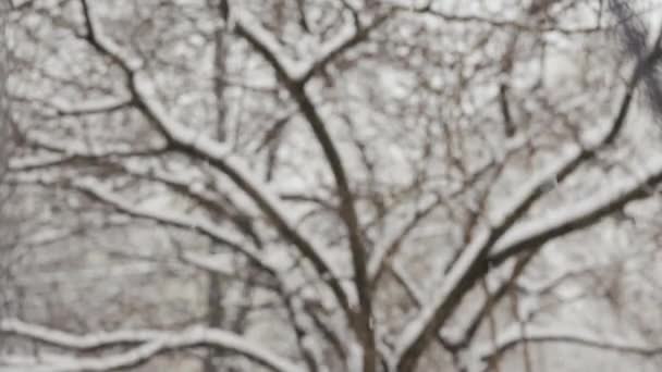 Inverno Russo Nevasca Todas Árvores Neve Vejo Neve Janela — Vídeo de Stock