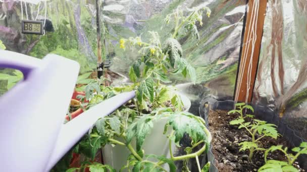 Molhando Meu Jardim Home Com Tomates Cereja Pimentas Close — Vídeo de Stock
