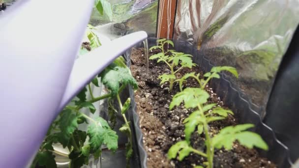 Molhando Meu Jardim Home Com Tomates Cereja Pimentas Close — Vídeo de Stock