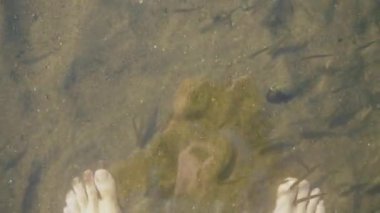 Nehirde ayak masajı yapan küçük balıklar, spa. Temiz su ve kumlu taban.