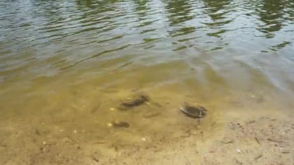 물고기가 근처에서 먹이를 있습니다 바닥으로 — 비디오