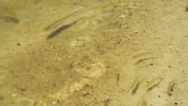 Peces Pequeños Río Alimentándose Cerca Conchas Marinas Agua Transparente Fondo — Vídeo de stock