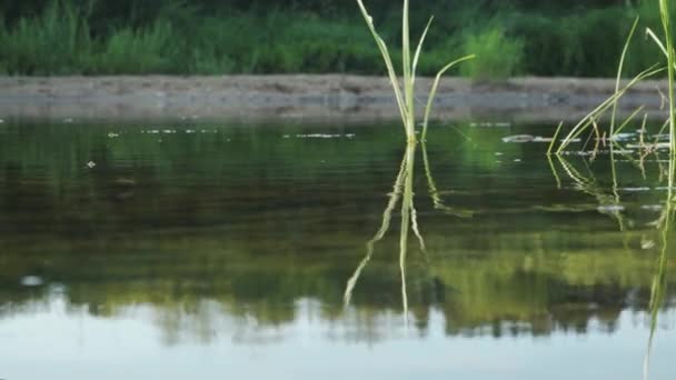 Libélula Azul Río Balanceándose Sobre Hierba Agua Clara Rápida — Vídeo de stock