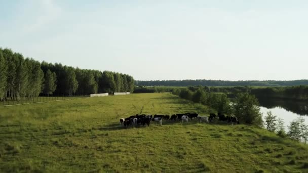 Vidéo Drone Survole Les Vaches Troupeau Vaches Nourrit Dans Une — Video