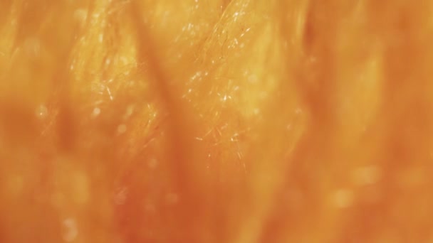 Макро Слайд Шот Пушистый Оранжевый Мех Клетка — стоковое видео