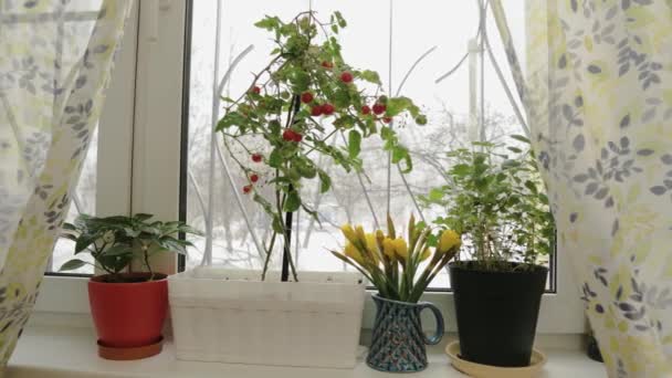 Homemade Cherry Tomatoes Windowsill Snowing Mint Pepper Daffodil Flowers — Vídeos de Stock