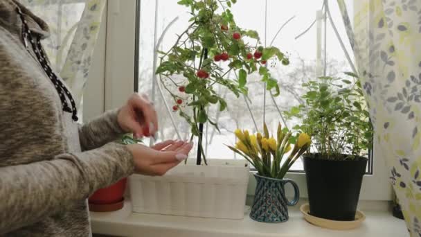 Girl Picks Ripe Homemade Cherry Tomatoes Windowsill Winter Snowing — Vídeo de stock
