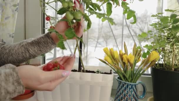 Girl Picks Ripe Homemade Cherry Tomatoes Windowsill Winter Snowing — 비디오