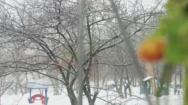 Domowej Roboty Pomidory Wiśniowe Parapecie Zewnątrz Pada Śnieg — Wideo stockowe