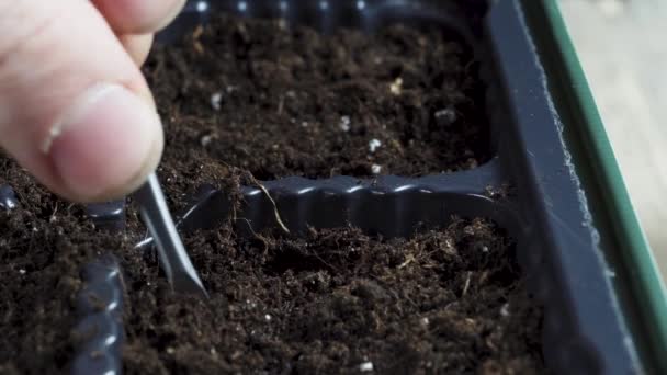 小さな苗ポットに野菜や花の種を植える — ストック動画