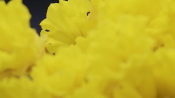 黄色的水仙花特写水仙花 从上方滑行 黑色背景 移动中 — 图库视频影像