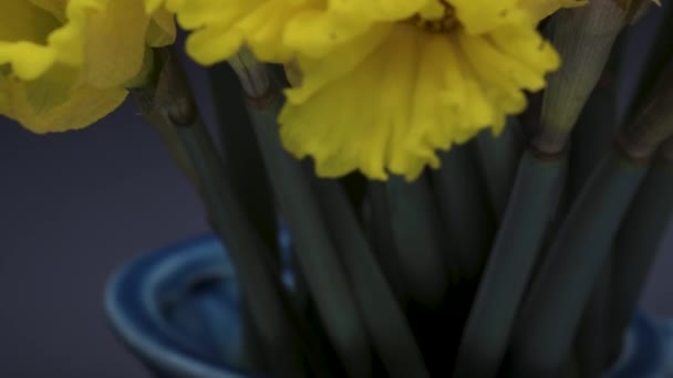 Yellow Daffodils Drops Splashes Daffodils Close Black Background Move — Vídeos de Stock