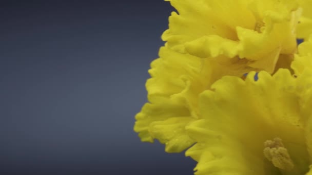 Жовті Нарциси Крупним Планом Нарциси Ковзають Збоку Чорний Фон Русі — стокове відео